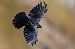 Gracchio alpino (Pyrrhocorax graculus) © Pier Podavini