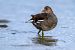 Gallinella d'acqua (Gallinula chloropus) © Pier Podavini