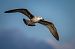 Gabbiano reale (Larus michahellis) © Pier Podavini