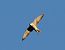 Falco pellegrino (Falco peregrinus) © Giovanni Cumbo