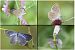 Phengaris teleius © Osservatorio Biodiversità Rafvg (FVG)