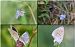 Phengaris teleius © Osservatorio Biodiversità Rafvg (FVG)