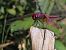 Trithemis annulata © Alberto Manganaro
