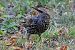 Storno (Sturnus vulgaris) © Maurizio Parenti