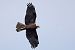Airone guardabuoi (Ardea ibis) © Maurizio Parenti