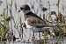 Corriere grosso (Charadrius hiaticula) © Maurizio Parenti