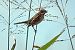 Migliarino di palude (Emberiza schoeniclus) © Maurizio Parenti