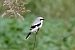 Averla maggiore (Lanius excubitor) © Maurizio Parenti