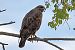 Poiana (Buteo buteo) © Maurizio Parenti