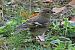 Fringuello (Fringilla coelebs) © Maurizio Parenti