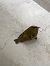 Regolo (Regulus regulus) © Tiziana Tesser