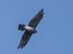 Sperber (Accipiter nisus) © Massimo Angei