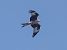 Nibbio reale (Milvus milvus) © Massimo Angei
