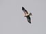 Aquila minore (Hieraaetus pennatus) © Massimo Angei