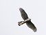 Sparviere (Accipiter nisus) © Massimo Angei