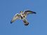 Gheppio (Falco tinnunculus) © Massimo Angei