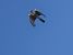 Sparviere (Accipiter nisus) © Massimo Angei