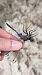 Orthetrum cancellatum  - Anna Elisa Marchetti