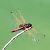Trithemis annulata  - Anna Elisa Marchetti