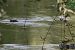 Merlo acquaiolo (Cinclus cinclus) © Andrea de Bona