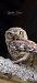 Civetta (Athene noctua) © Ippolito Ferreri