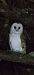 Barbagianni (Tyto alba) © Ippolito Ferreri