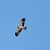 Aquila minore (Hieraaetus pennatus) © Francesco Ferrara