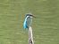Martin pescatore (Alcedo atthis) © Ronald Kroth