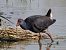 Pollo sultano (Porphyrio porphyrio) © Paolo Lopane