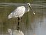 Spatola (Platalea leucorodia) © Paolo Lopane