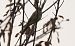 Bruant zizi (Emberiza cirlus) © Giovanni Fontana
