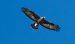 Aquila reale (Aquila chrysaetos) © Giovanni Fontana