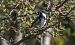 Cincia mora (Periparus ater) © Giovanni Fontana