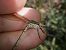 Lestes parvidens © Fausto Leandri