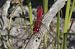 Crocothemis erythraea  - Fausto Leandri