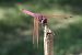 Trithemis annulata  - Fausto Leandri