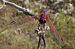 Trithemis annulata © Fausto Leandri