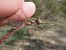 Sympetrum striolatum © Fausto Leandri