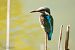 Martin pescatore (Alcedo atthis) © Paolo Deimichei