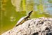 Testuggine palustre dalle orecchie rosse (Trachemys scripta elegans) © Paolo Deimichei