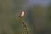 Stiaccino (Saxicola rubetra) © Fabio Moretto