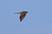 Falco pellegrino (Falco peregrinus) © Fabio Moretto