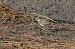 Corriere piccolo (Charadrius dubius) © Fabio Moretto