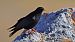 Alpendohle (Pyrrhocorax graculus) © Kaspar Mettler