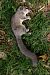 Ghiro (Glis glis) © Gianpaolo Corti