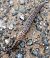 Limax maximus © Gianpaolo Corti