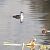 Svasso maggiore (Podiceps cristatus) © Massimo Brunelli