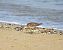 Combattente (Calidris pugnax) © Federico Fanesi