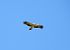 Aquila minore (Hieraaetus pennatus) © Federico Fanesi
