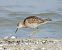 Combattente (Calidris pugnax) © Federico Fanesi